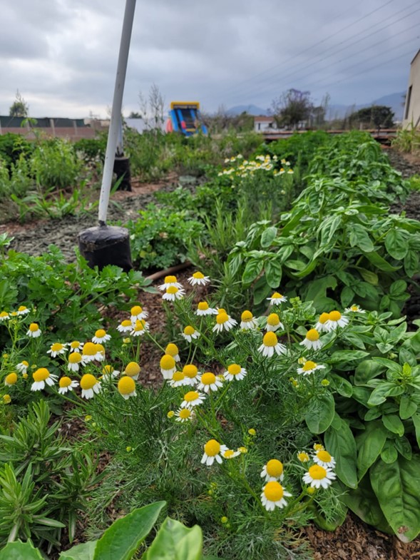 La preocupación por un estilo de vida más saludable ha llevado a las personas a conseguir alimentos frescos y nutritivos, que los huertos urbanos pueden proporcionar de forma inmediata.