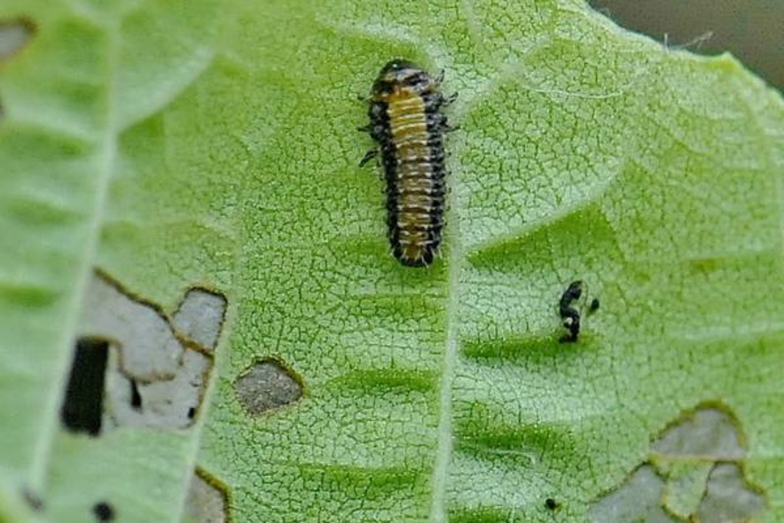 La infestación de orugas pueden debilitar el follaje y afectar el funcionamiento de un techo verde. 