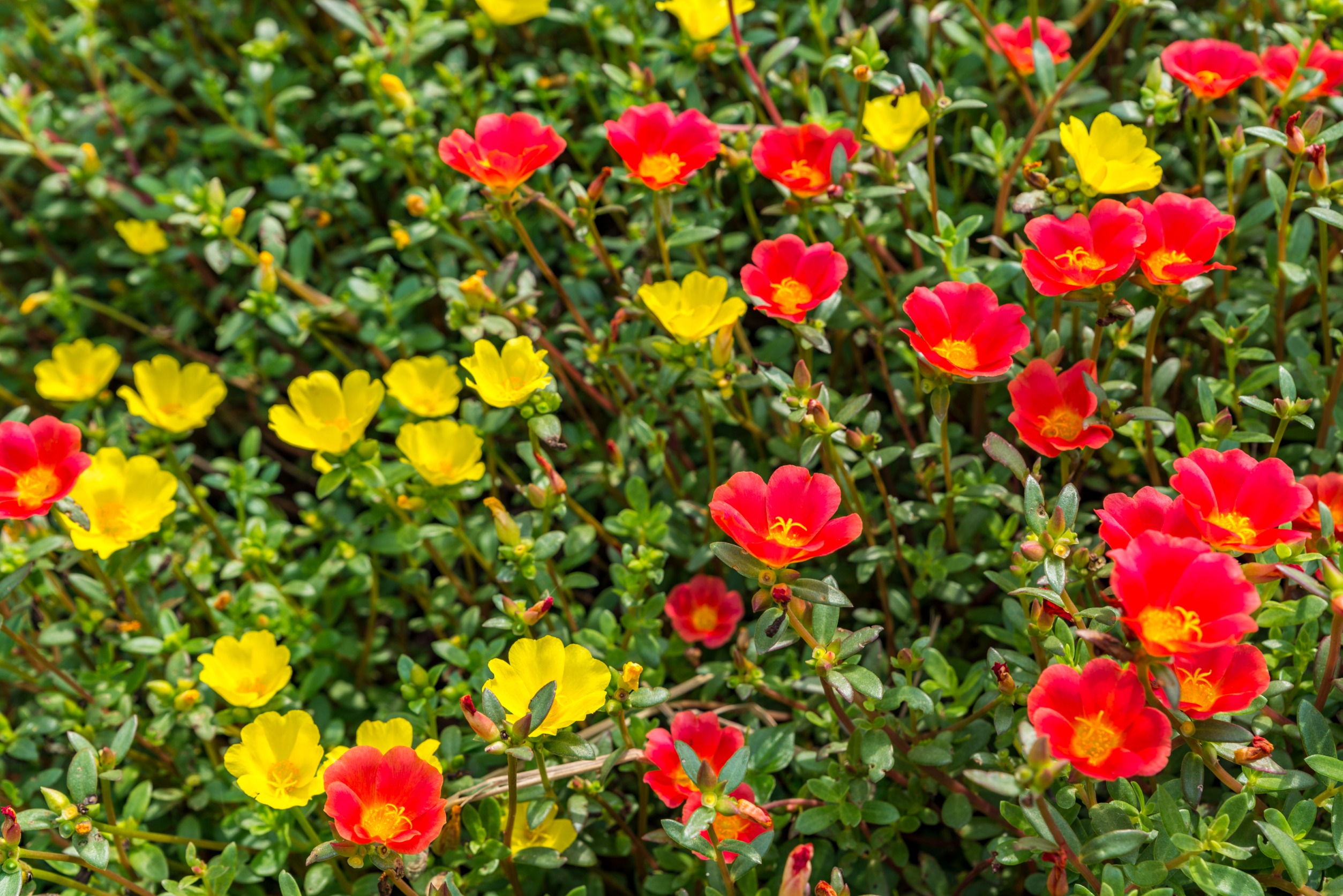 Portulacas