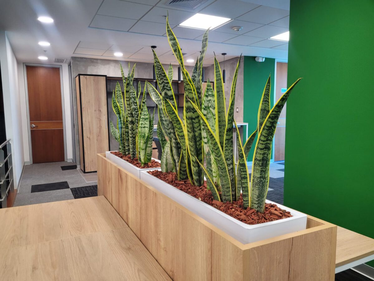 ¿Cómo diseñar un espacio de oficinas verdes y por qué son importantes?