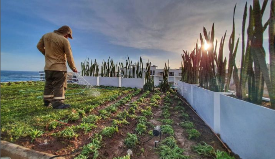 Jardines en los cielos!  Que bello atardecer nos regalo este dia de entrega de Diseño e implementacion de Paisajismo frente al mar!