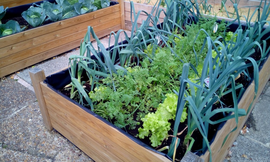 Huertos urbanos: una solución sostenible para la alimentación en las ciudades