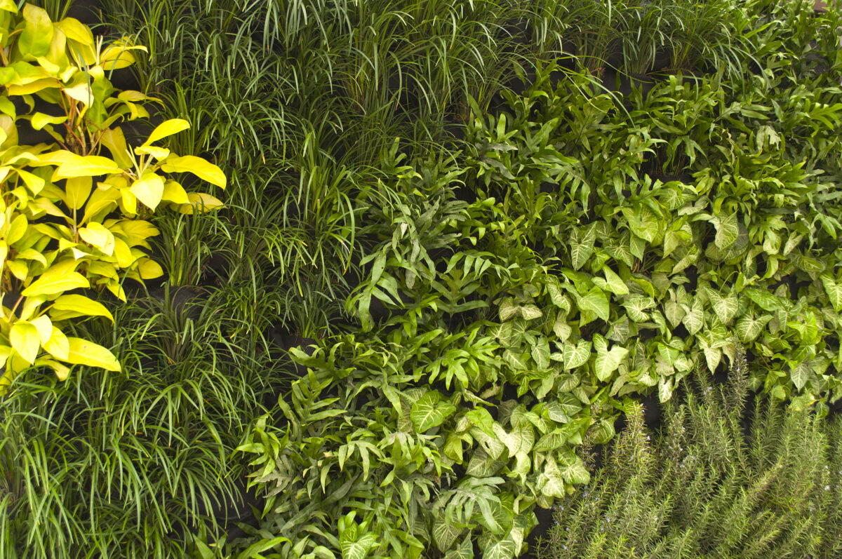 El futuro verde de Perú: ¿Qué se está haciendo para mejorar la calidad ambiental en las ciudades?